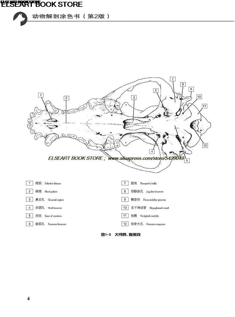 Medical decompression learning animal structure painting Color Book chinese english Animal Anatomy Coloring Book: 2nd Edition
