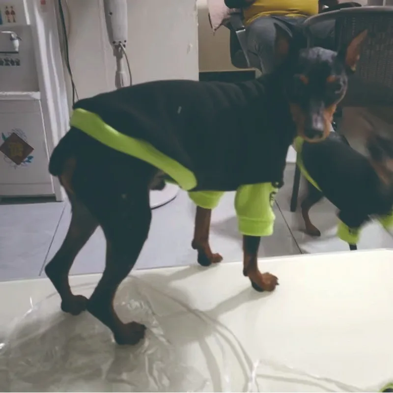 الشتاء الخريف والشتاء القطط الكلاب موضة الملابس دوول الأزرق المضادة للتساقط كلب صغير Schnauzer الحيوانات الأليفة الصوف بلوزات