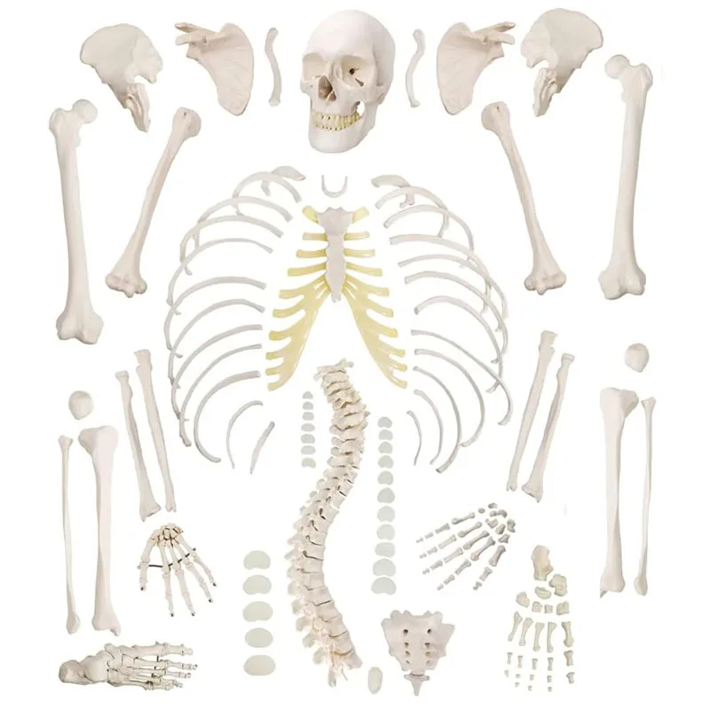 Disarticulated Human Skeleton Model Life Size Skeleton Anatomy Model with 3 Parts Skull, Spine, Ribs, Hand and Foot Bones