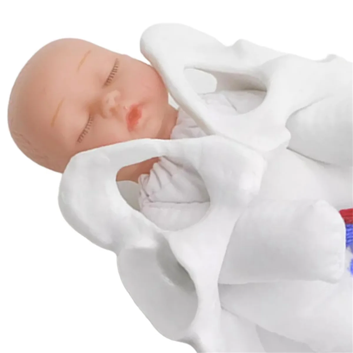 N18r novo modelo de pelve feminina modelo de parto para educação científica ensino estudo feto cabo umbilical placenta modelo