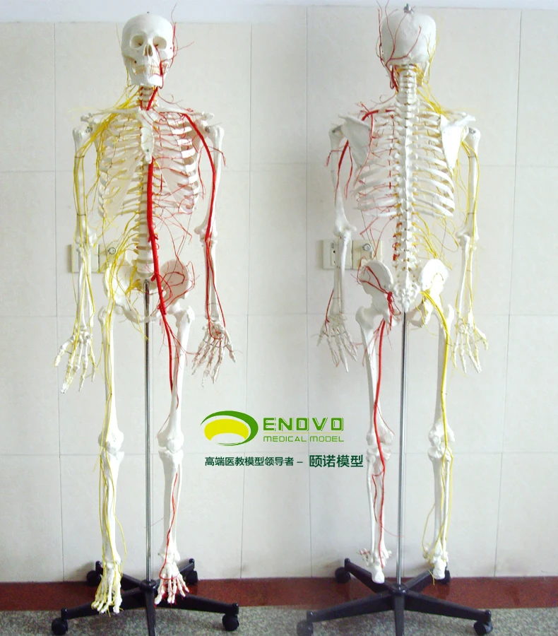 Genuine human 170CM skeleton nerve and vascular skeleton specimens skeletal medical skeleton model