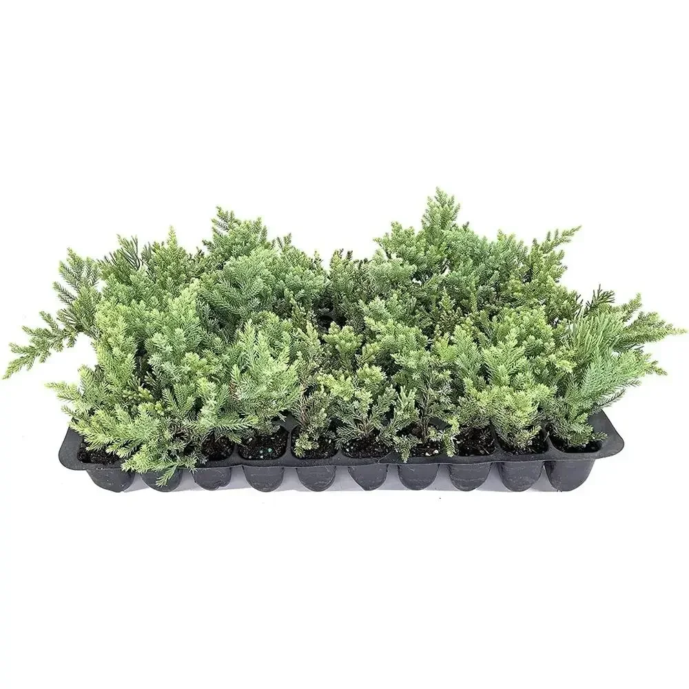 20 Juniperus Chinensis Live Plants | Bonsai-Style | Drought Tolerant, Cold Hardy Evergreen Groundcover