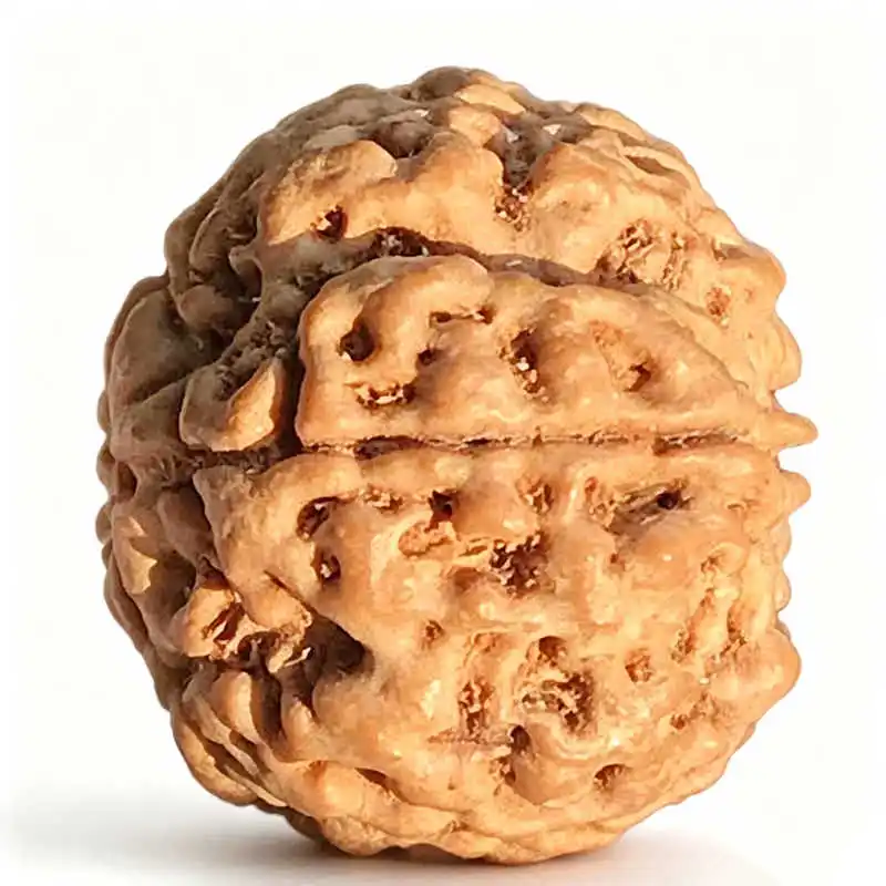 Big 5 Pedals Rudraksha Bodhi Beads 20-22mm Five Mulki Faces Beads for Peace Life TSB0249