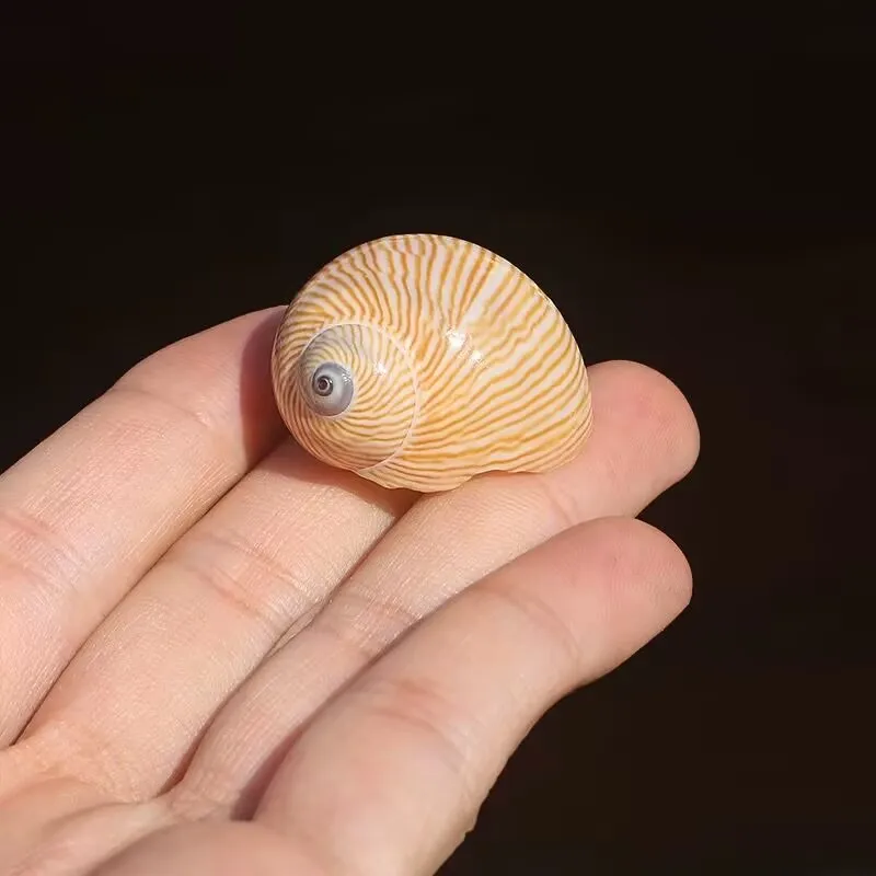 Golden Silk Snail Jade Snail Natural Shell Conch Hermit Crab Replacement Shell Rare Specimen Fish Tank Aquarium