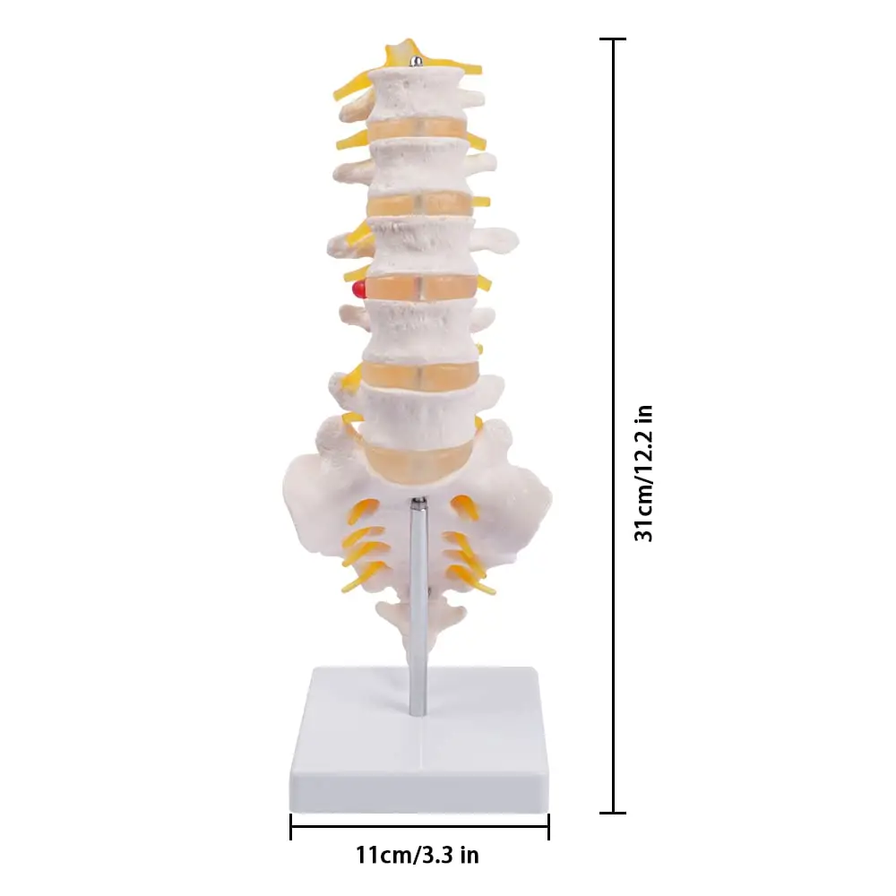 Life Size Human Lumbar Spine Model Vertebrae Anatomy Model with Sacrum and Spinal Nerves Medical Chiropractor Medical Student St