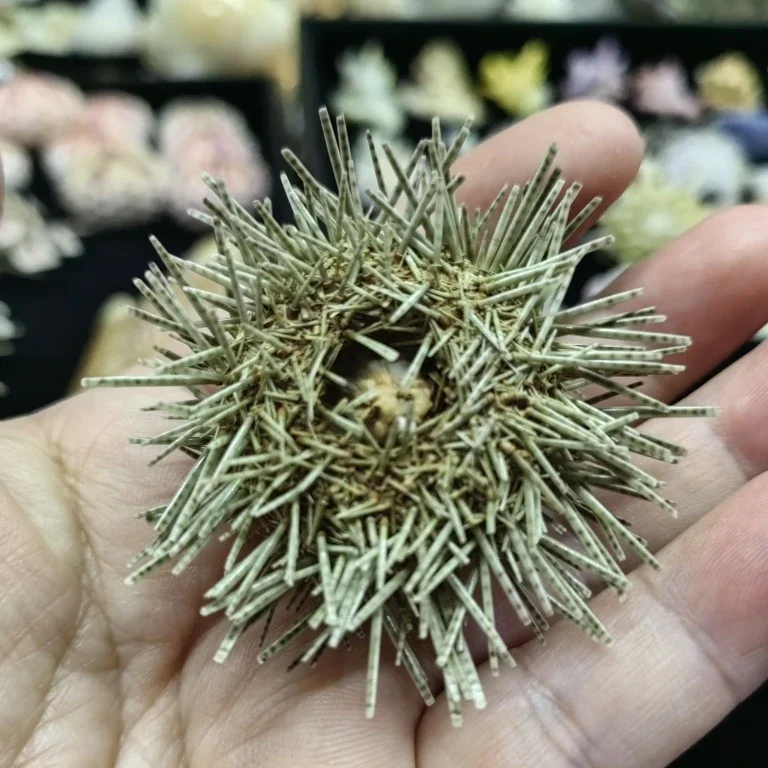 Natural sea urchin specimen Home decoration Shell fish tank Landscape decor diy sea snail children's popular science specimen