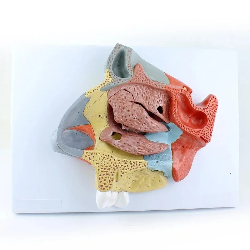 Enlarged version of nasal cavity model, anatomy of turbinates on the lateral wall of the nasal cavity
