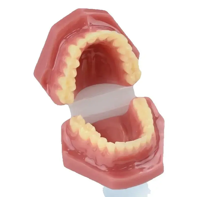 New Dental Model Resin Normal Adult Dentistry Medical Dental Student Practice Training Teeth Studying Tools