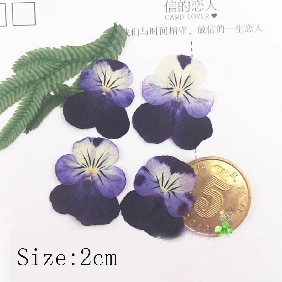 60X Pressed Dried Pansy Viola Tricolor L. Flower Plants Herbarium For Jewelry Postcard Bookmark Phone Case Scrapbook DIY