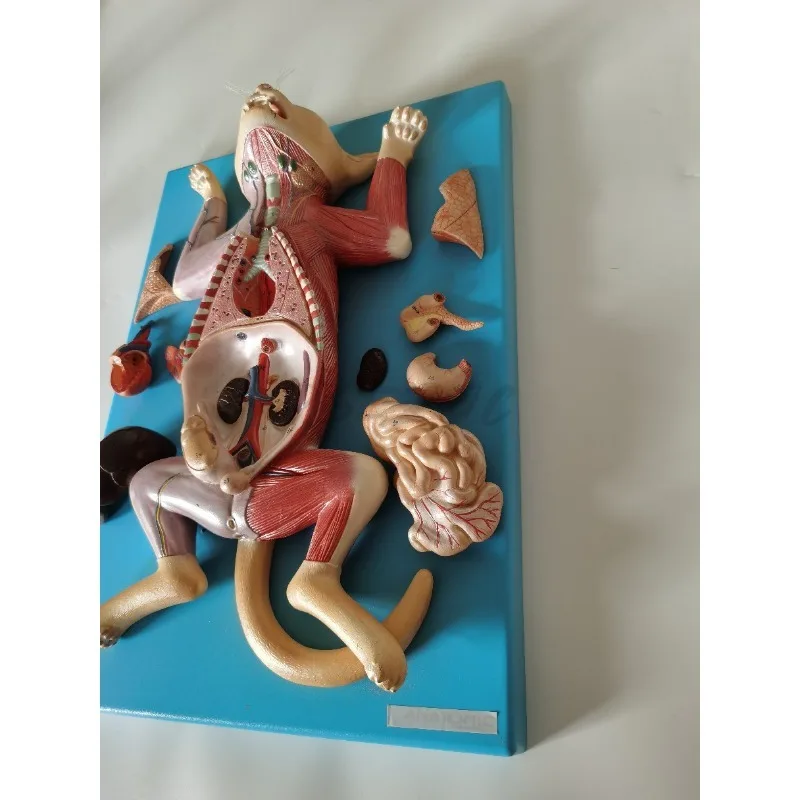 Anatomia avançada do gato Abdominal Anatomia do gato Ensino Modelo experimental de anatomia animal