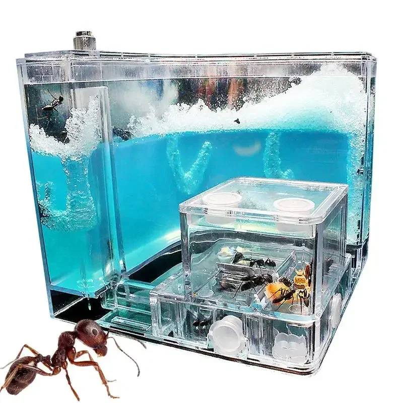 Ant Home Observation Maze Science Education Accessory Gel Maze Ant Farm Work Workshop Educational Glue Live Habitat Feeding Kid