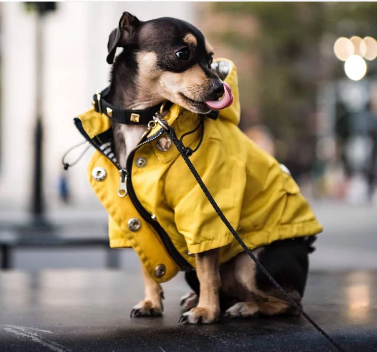 

Британский стиль Ins, горячая распродажа, плащ для больших собак в желтую полоску с капюшоном