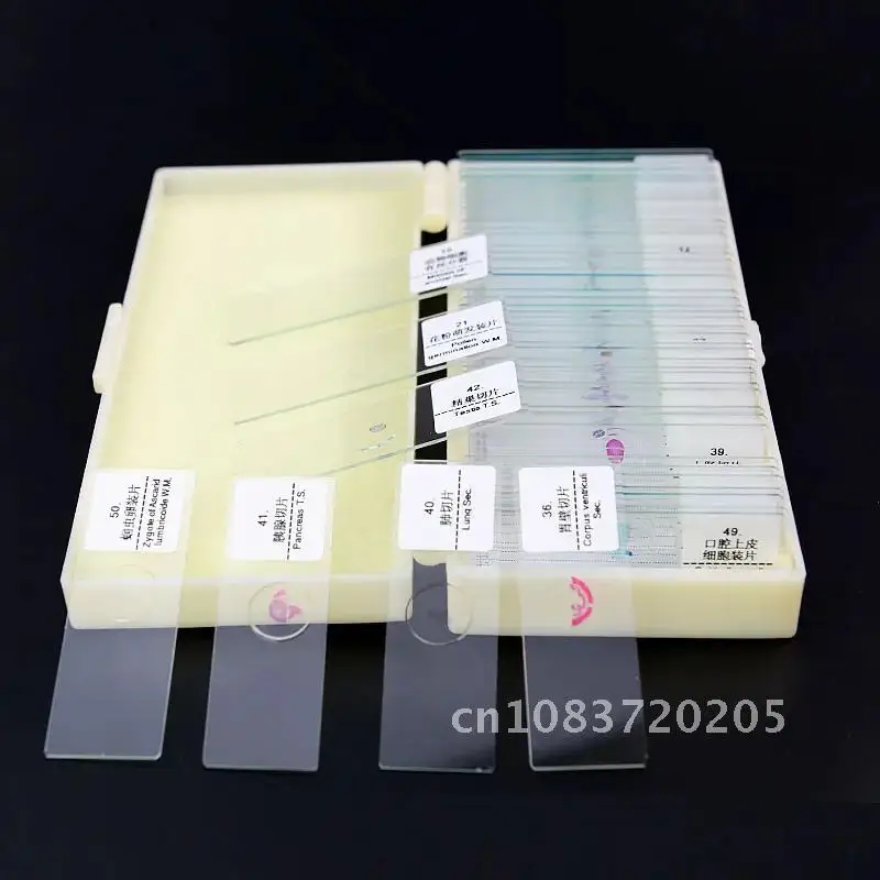 Prepared Glass Slides Biological Microscope Slides Specimen Slides for Science Education Learning Teaching 50pcs/box