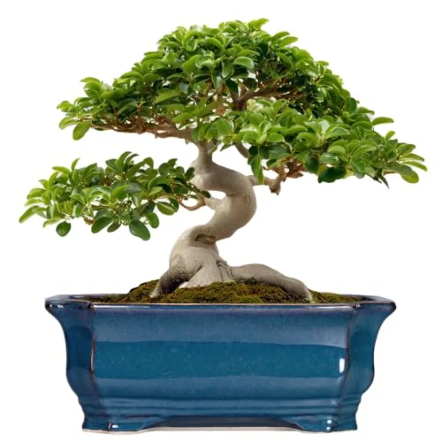 

Керамический горшок для бонсай и суккулентов, 13,7 дюйма, большой, прямоугольный, для дома и улицы, с дренажным отверстием, декоративный