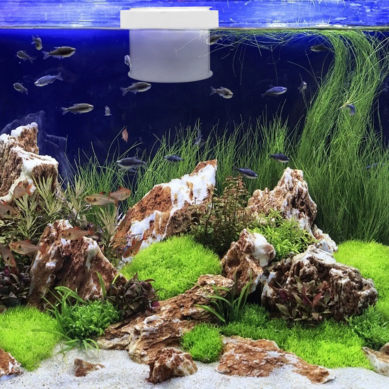 

Acrylic Fish Tank Isolation Box Transparent Durable Baby Separator Aquarium Breeding Supplies Floating Hatching Container White