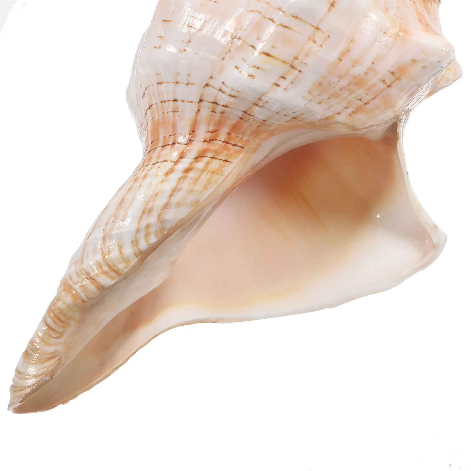 Giant Striped Conch Shell Natural Ocean Decor for Aquarium Beach Wedding Party Vase Filler Air Plant Holder Home Decor