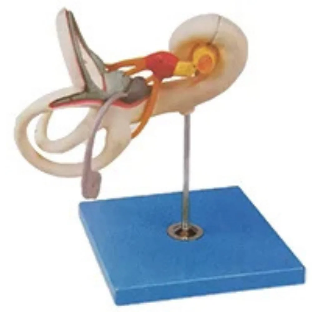 Enlarged Model of Inner Ear Auditory Ossicles and Tympanic Membrane Medical Science Inner Ear Labyrinth Anatomical Simulator for