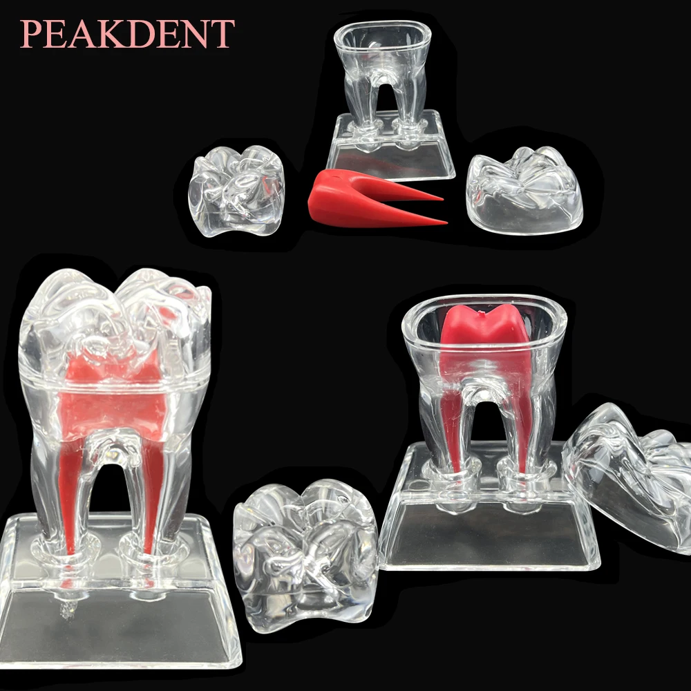 

Dental Model Decomposable Dental Model Transparent Dental Teaching Model Transparent Small Ornament Dental Lab Teeth Model 1pcs