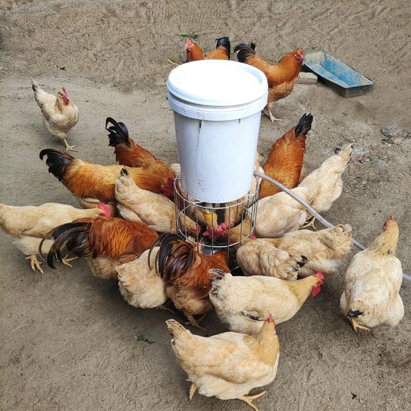 Automatic Chicken Feeder Timer Programmable Pigeon Bird Poultry Food Dispenser for Hens Ducks Quail