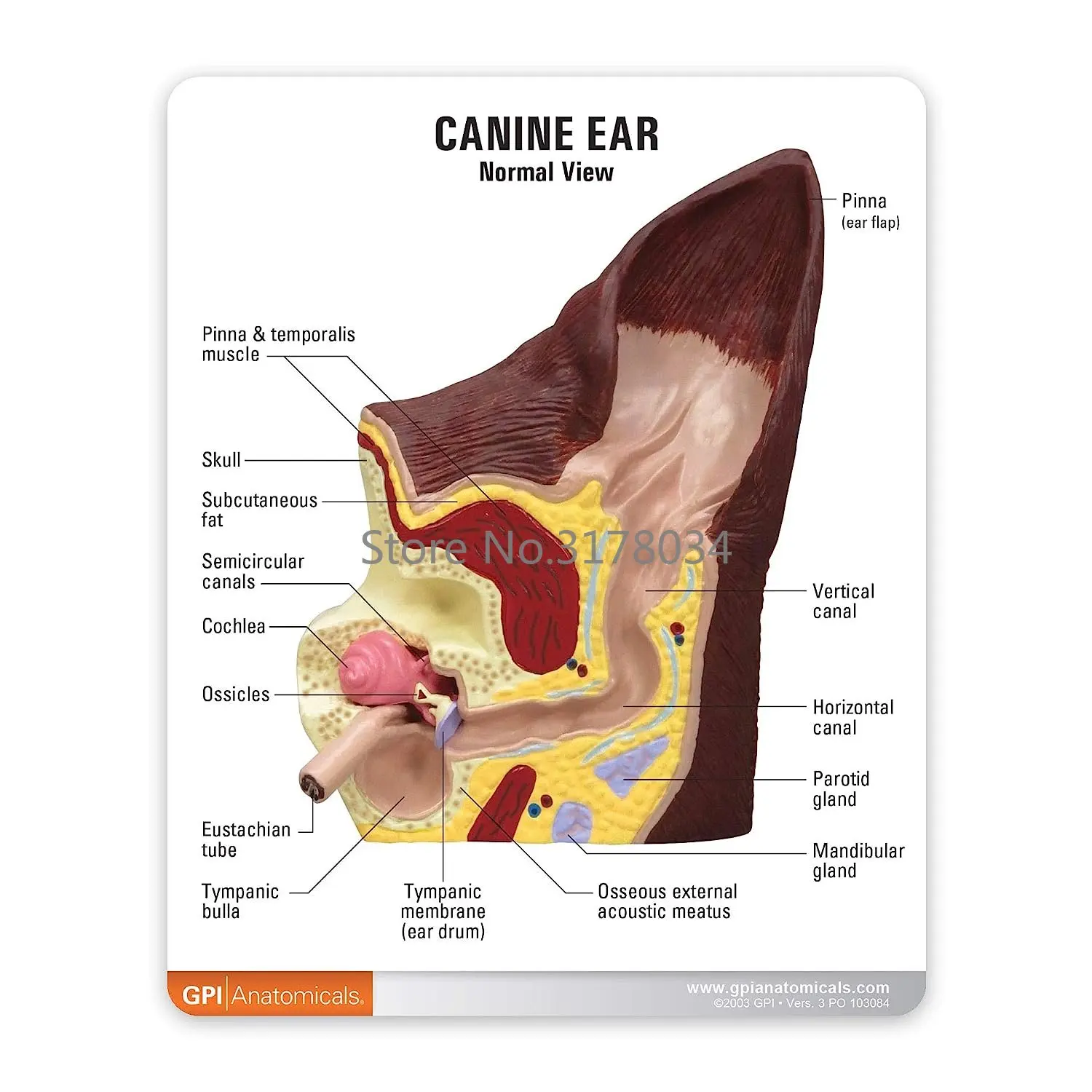 Canine Ear Model Animal Body Anatomy Replica of Dog Ear w/Common Pathologies for Veterinary Office Educational Tool