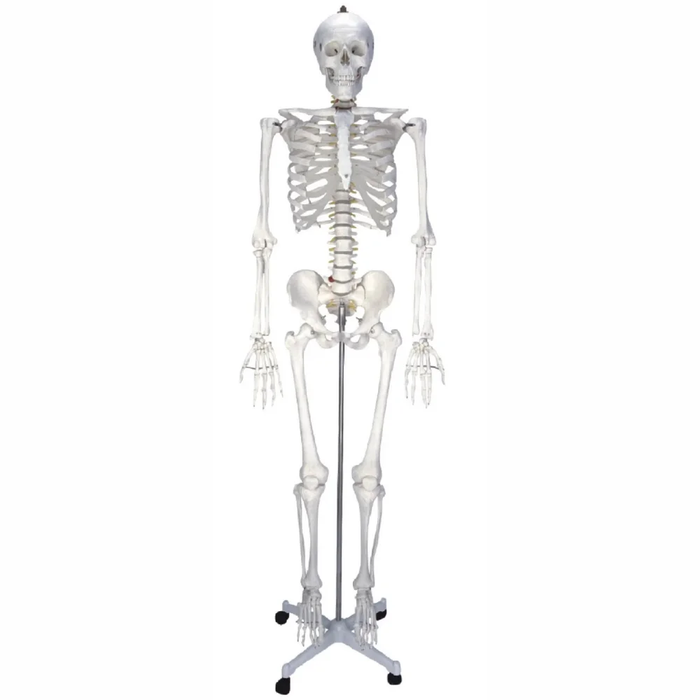 Life Size Skeleton Model with Hemilateral Colored Muscles Medical Science Functional Human Full-Skeleton Anatomy Simulator Study