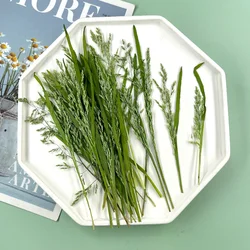10-15cm/12pcs,Nature Poa Pratensis Real Leaves,Pressed Flower DIY Photo Frame Drip Glue Phone Case Bookmark Wedding Invitation