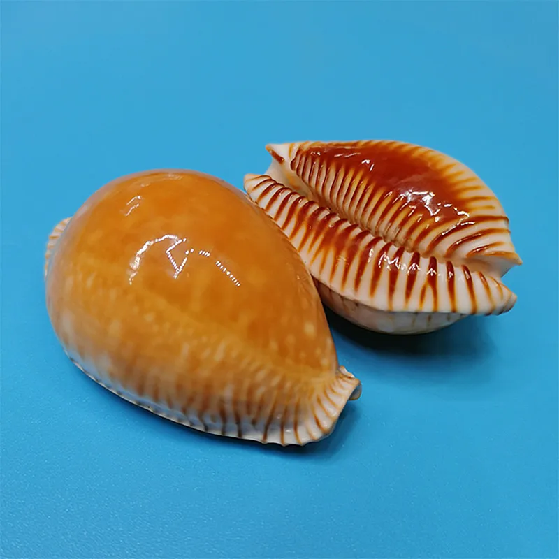 

Natural rare conch shell gold star snail fish tank aquarium landscaping decoration mediterranean home collection specimen