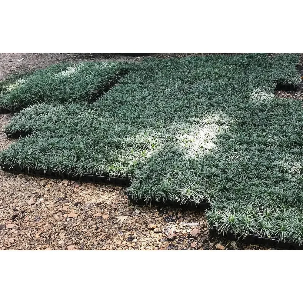 90 Live Evergreen Ground Cover Plants, Shade-Loving, Ideal for Ornamental Landscaping