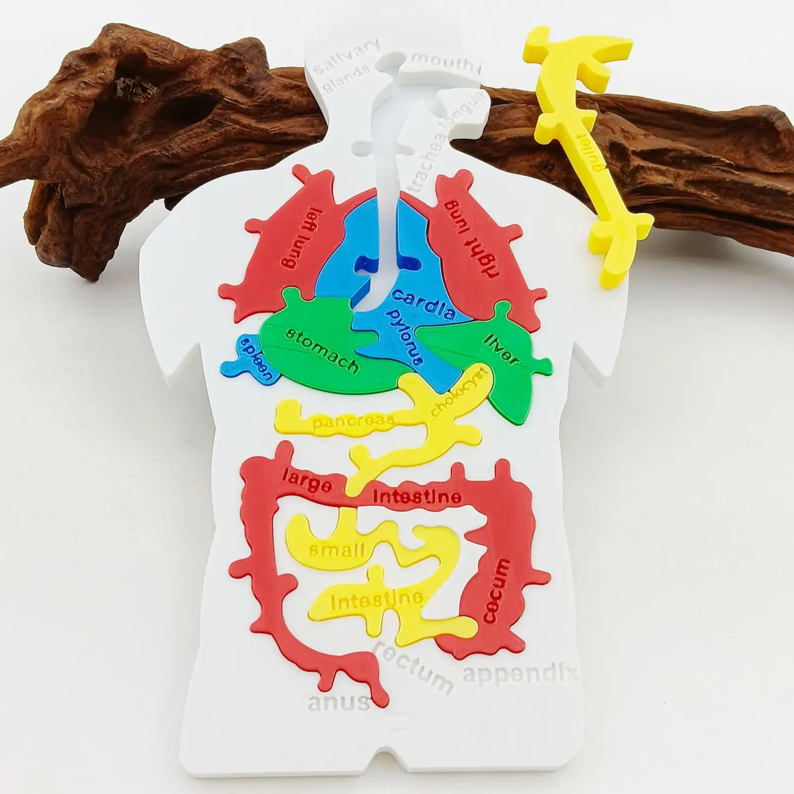

Human Body Puzzle Model Human Digestive System Jigsaw Model Ornament Scientific Cognition Toy For Toddler Boy Child Teenager