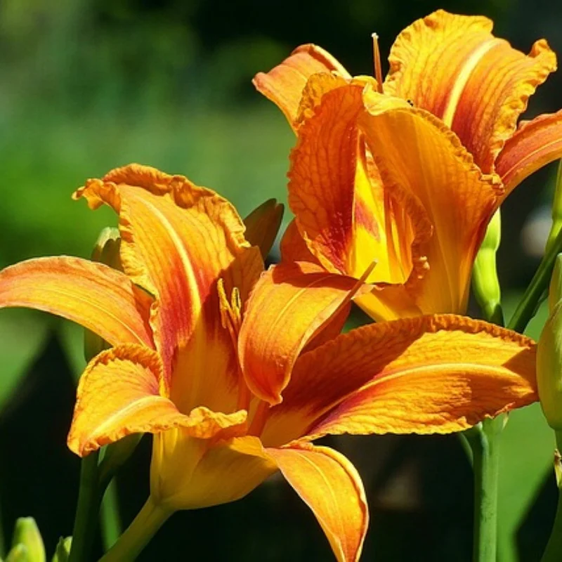 

Металлический двойной охлаждающий вентилятор 4985 1717, радиатор двигателя для 1/5 Trxs X-Maxx 6S 8S Arrma KRATON, детали для обновления радиоуправляемого автомобиля