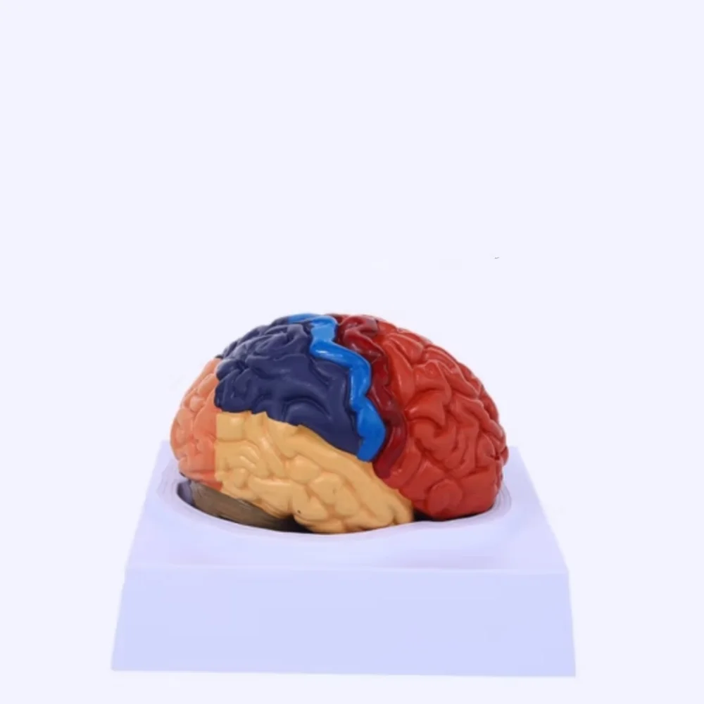 

New color brain 2 parts medical teaching brain model