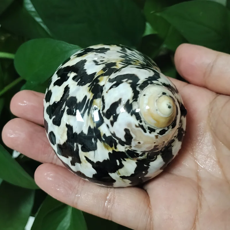 1 PC Polished Magpie Turbo Shell Black Jade Hermit Crab Seashells Crustacean Aquarium Fish Tank Landscaping Ornament Conch Gift