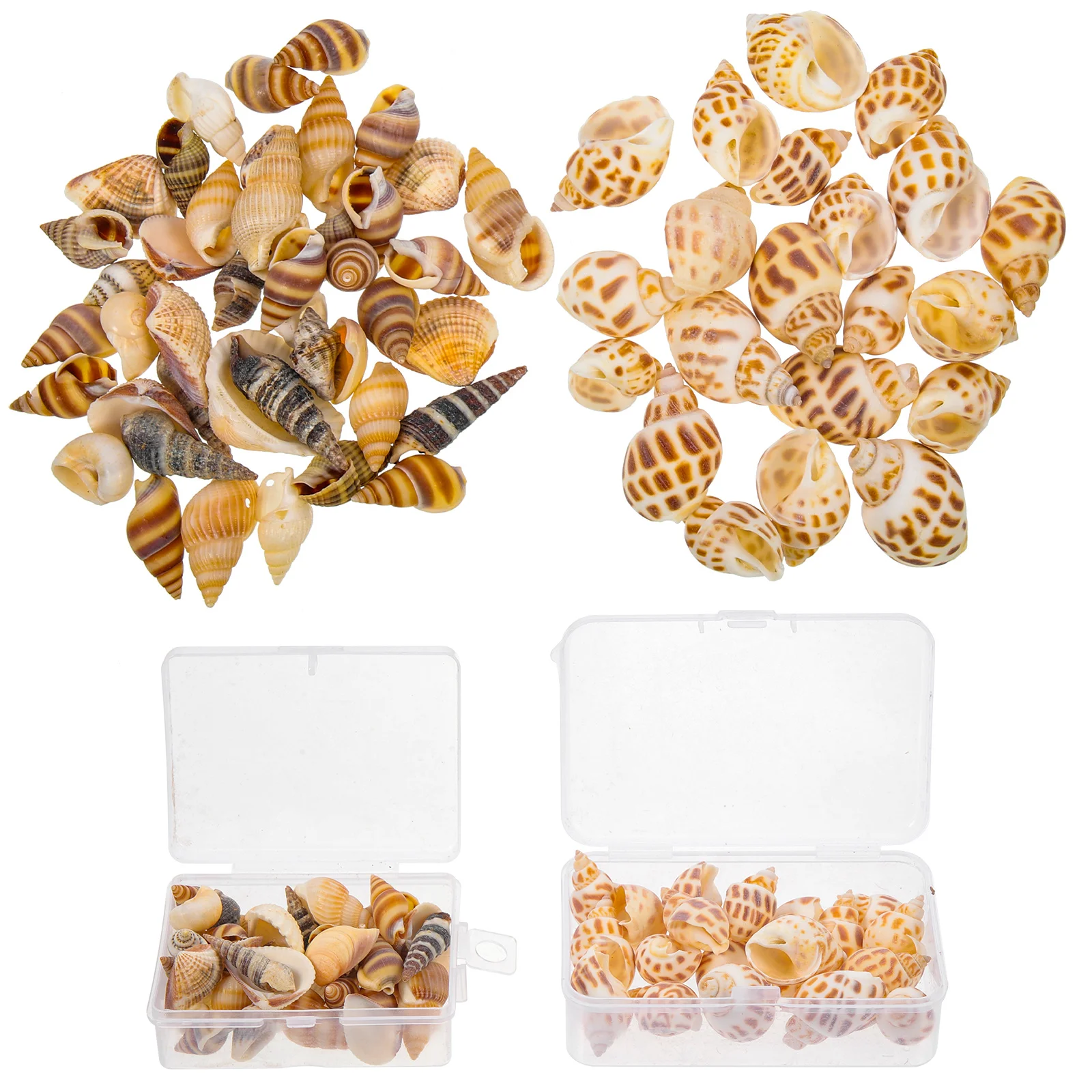 

Natural Shell Set Aquarium Seashells Decoration Eco- Tank Conch Adorns Unique Shape Long-Lasting Use