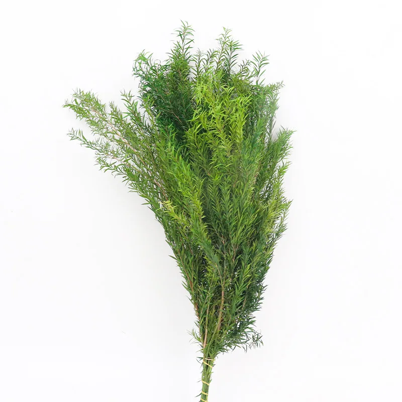 100~120g/50~60cm Melaleuca Real Dried Flowers Natural Preserved Flower Holiday Wedding Party Home Decoration Plant Simulation