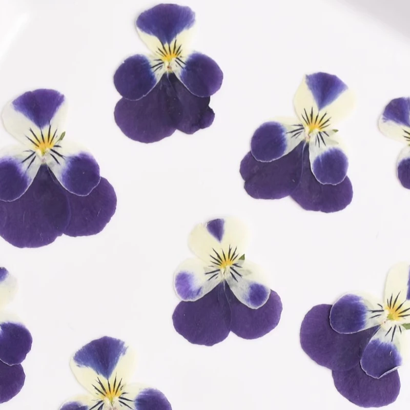 24 Stück, Natur Corydalis getrocknete Blütenblätter Make-up DIY Epoxy Handytasche Grußkarte Lesezeichen Pflanze Fotorahmen Kuchen Dekoration – Detail 3