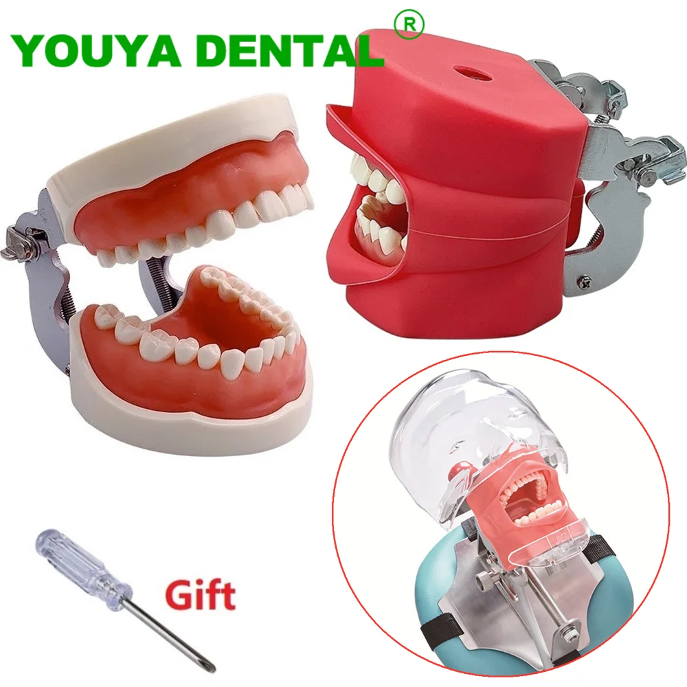 Dental Practice Model Standard Typodont Model With Removable Teeth Silicone Mask Dentistry Teaching Training Demonstration Tools