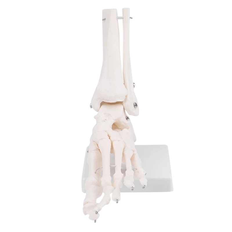 Human Skeleton Foot Anatomy Model Foot And Ankle With Shank Bone Anatomical Model Anatomy