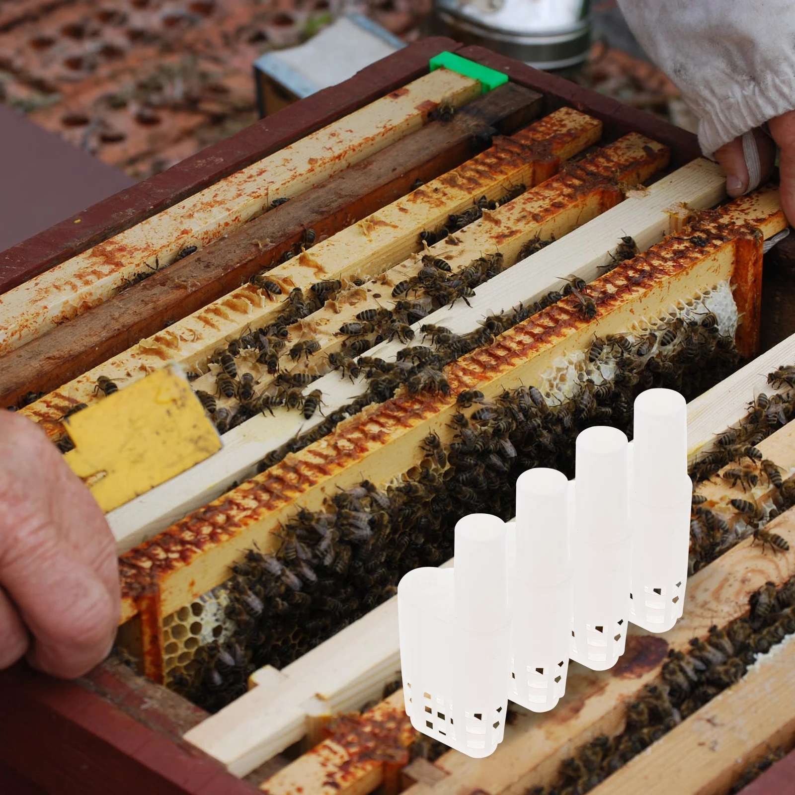 

10Pcs Plastic Bee Queen Cages Beekeeper Transport Tool Hive Inspection Colony Division Storage Isolation Accessory