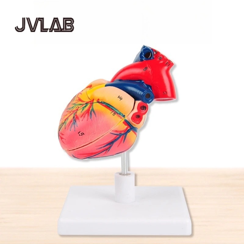 

Life-Size Human Heart Model Removable Chambers Vessels Medical Education Surgical Training Cardiology Study Tool JVLAB