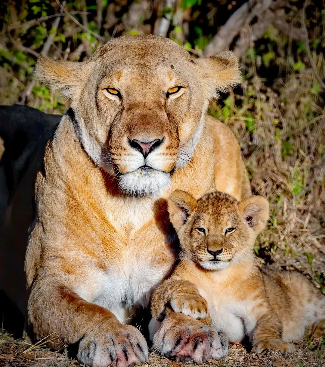 

500/1000 PCS Jigsaw Puzzle Animal Lioness and Cub in Wild Educational Toy for Kids Children 's Games Christmas Gift