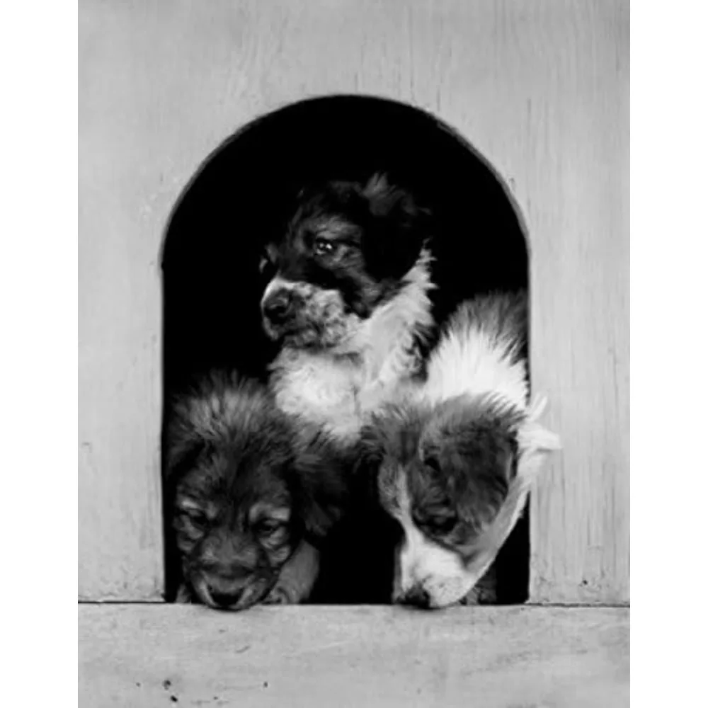 Three Dogs In Dogho… - image