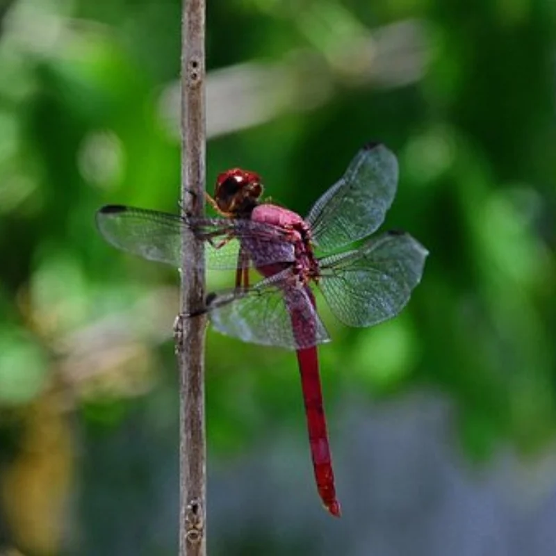 

1 шт. металлический 25 т сервопривод рулевой рожок для 1/10 радиоуправляемого гусеничного автомобиля
