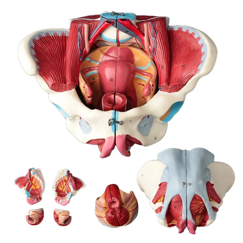 Anatomical Female Pelvis Model (PVC Material) With Pelvic Floor Muscles And Nerve  Medical Teaching Aid