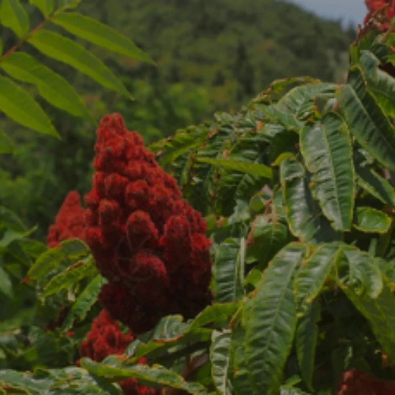 

6036 Center Drive Hexagonal Shaft for SCY RC Car 16101 16102 16103 16201 Toy Car Accessories