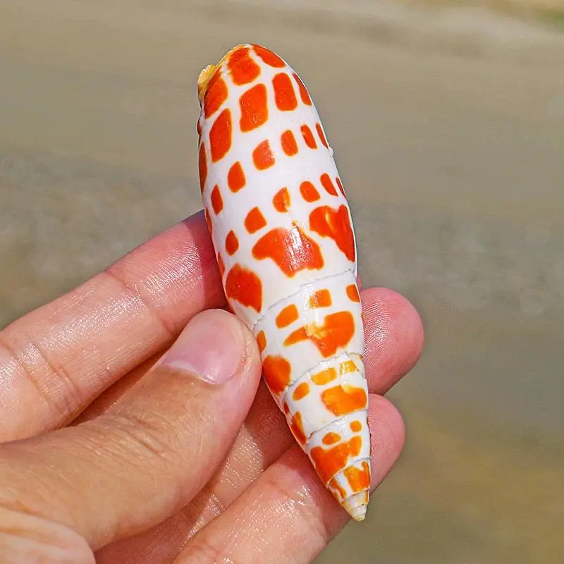 New Natural Conch Shell Koi Red Pen Snail Fish Tank Aquarium Landscaping Decoration Home Collection Ornament Shooting Props