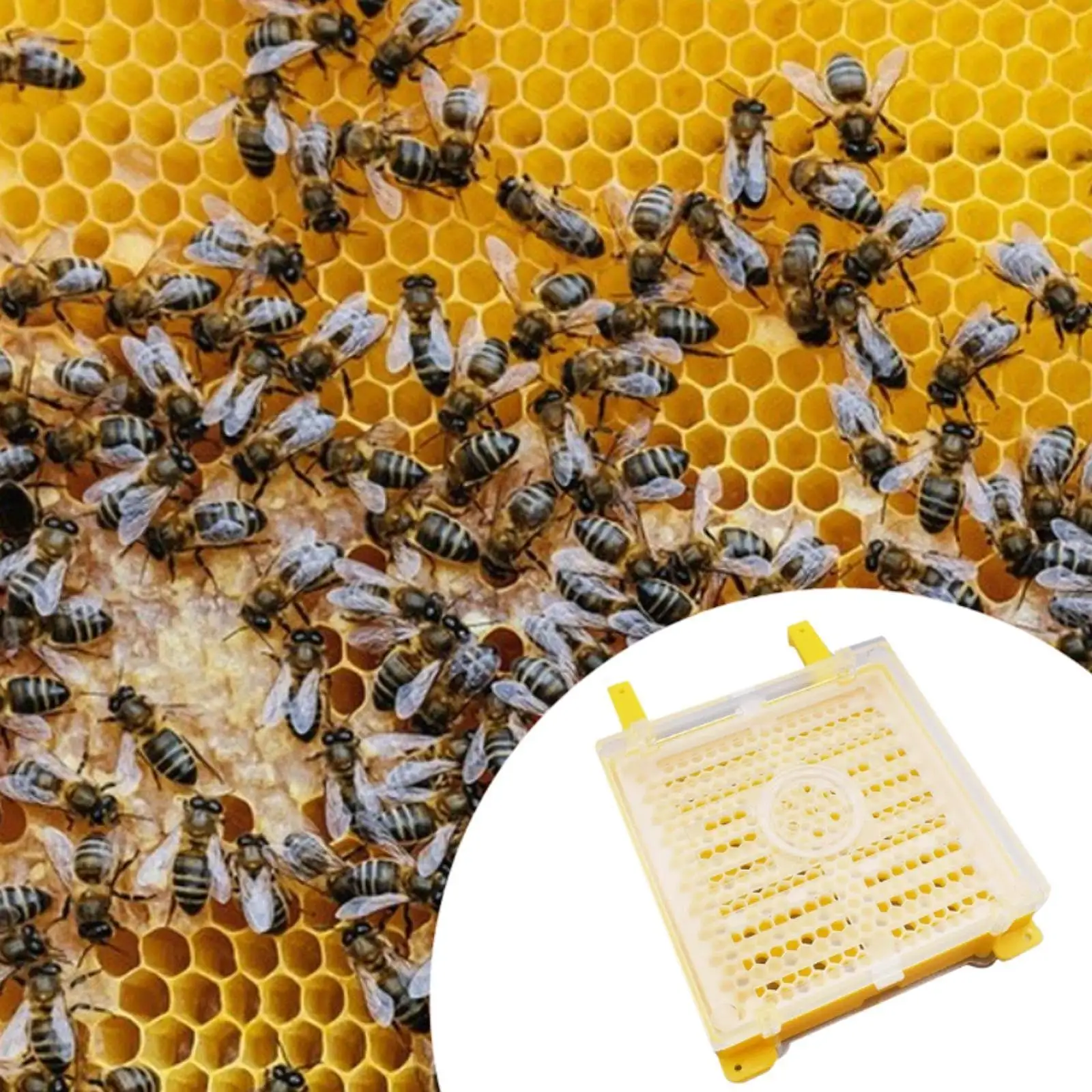 

Beekeeping Grafting Set Bee Keeper Tool Set Versatile Efficient Accessories