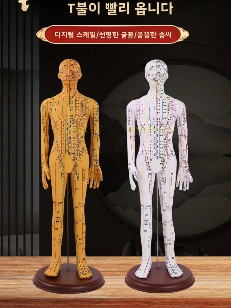 

Акупунктурная точка всего тела, человеческая модель, силиконовая игольная практика, традиционная китайская медицина, двенадцать меридианов, игрушка Diaam