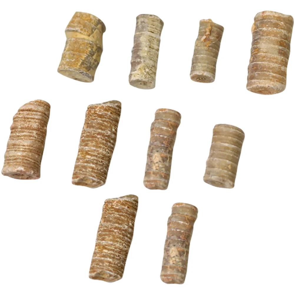 

Sample for Marine Echinoderm Sample Student Teaching Teaching Tool