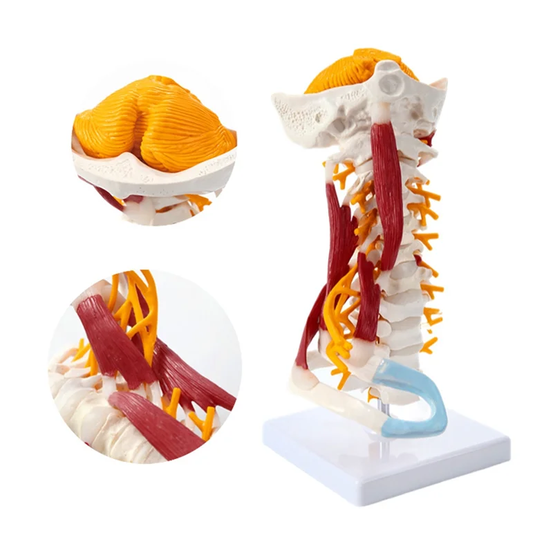 Model kręgosłupa szyjnego w skali 1:1, kręgosłup szyjny, nerw, model anatomiczny ludzkiego kręgosłupa, przewód mózgowo-paznokciowy, kręgi szyjne.