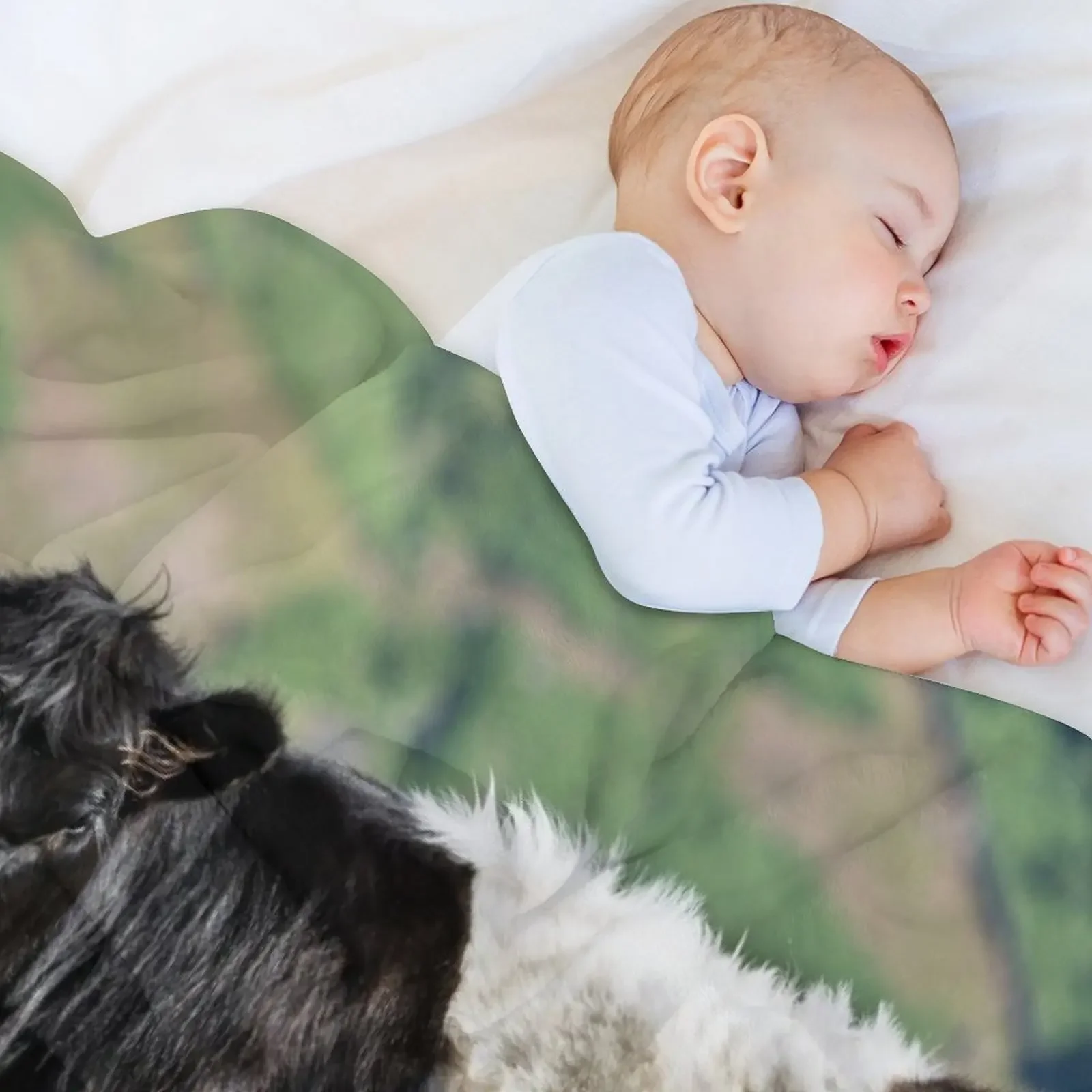 Belted Galloway Cow Throw Blanket Custom Single Flannels Soft Blankets